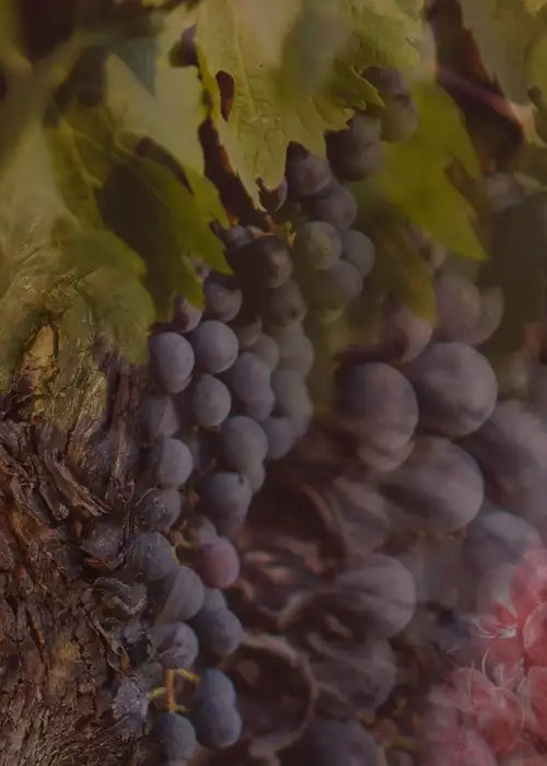 PROFUMO - ROSSO NOBILE