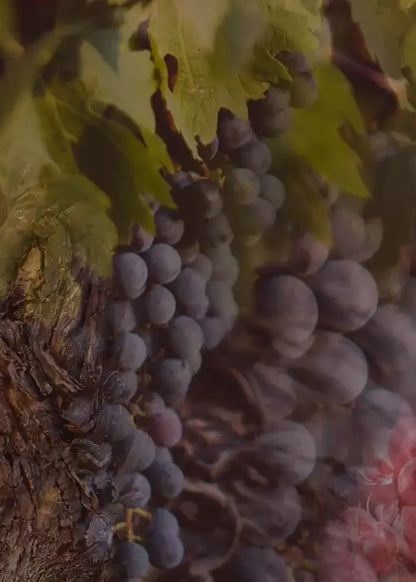 PROFUMO - ROSSO NOBILE